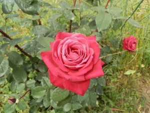 Valle delle Rose (2)