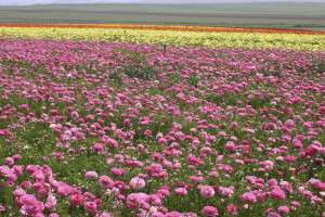 Valle delle Rose