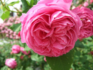 Valle delle Rose Mme Isaac Pereire