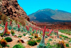 TEIDE (3)