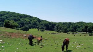 MONTE PELATO (3)