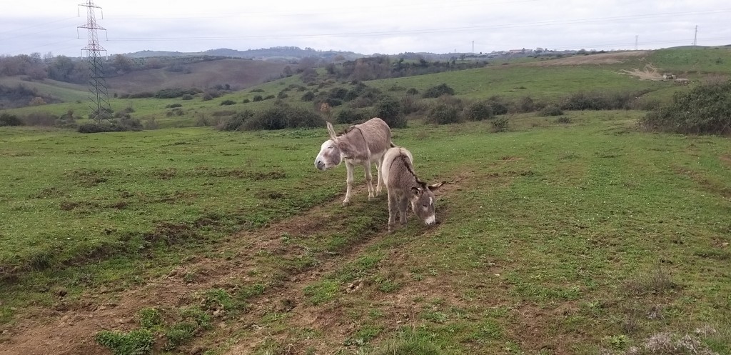 DOMENICA 12/2- ESCURSIONE-  PARCO DI VEIO, DAL LAGHETTO DI GROTTA PAGANA AL CASTELLACCIO DI MORLUPO (RM)