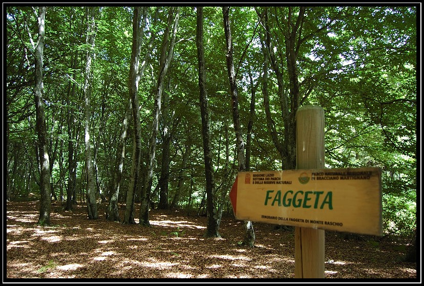 DOMENICA 15/10/23- ESCURSIONE- LA FAGGETA VETUSTA DI MONTE RASCHIO, PATRIMONIO UNESCO (RM)