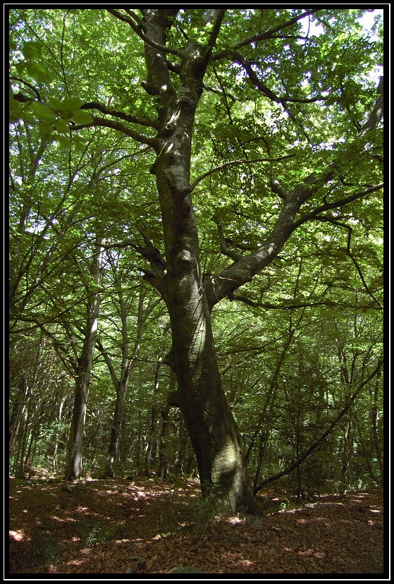 FAGGETA MONTE RASCHIO (3)