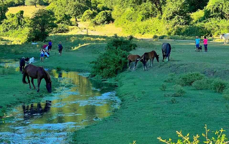 escursione-con-cane-al-Parco-di-Veio