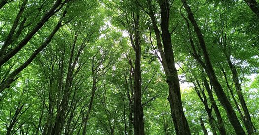 DOMENICA 17/3/2024- ESCURSIONE- PARCO DEI MONTI SABATINI E DEI LAGHI DI BRACCIANO E MARTIGNANO, DALLA FAGGETA DI BASSANO ROMANO L’ANELLO DEL SENTIERO STRACCIACAPPELLO (RM).