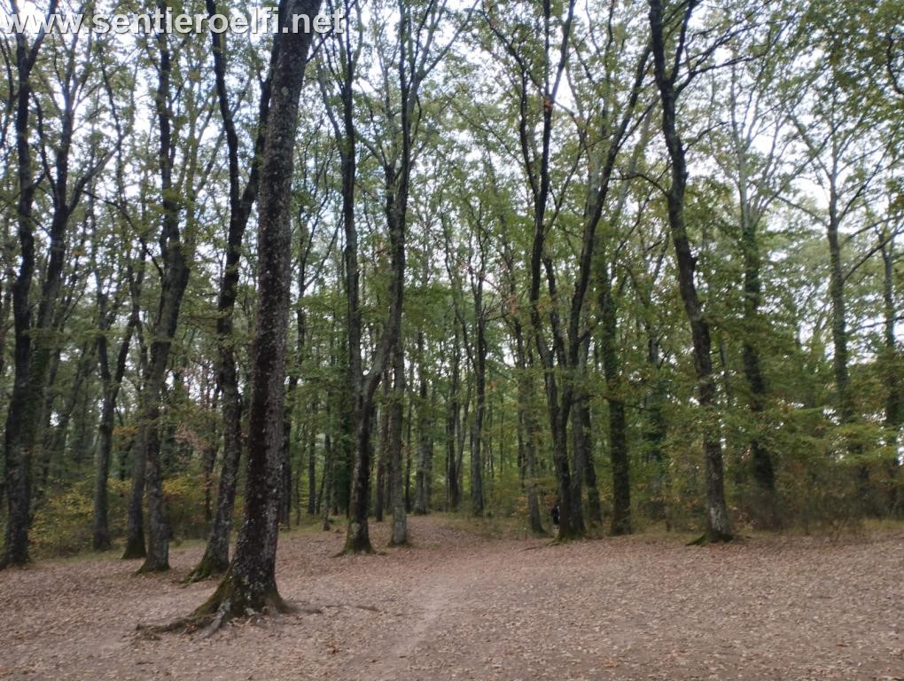 DOMENICA 26/5/24: ESCURSIONE- PARCO DEI MONTI SABATINI E DEI LAGHI DI BRACCIANO E MARTIGNANO, STRACCIA CAPPELLO, IL GRANDE ANELLO DELLA FAGGETA DI BASSANO ROMANO. (VT)